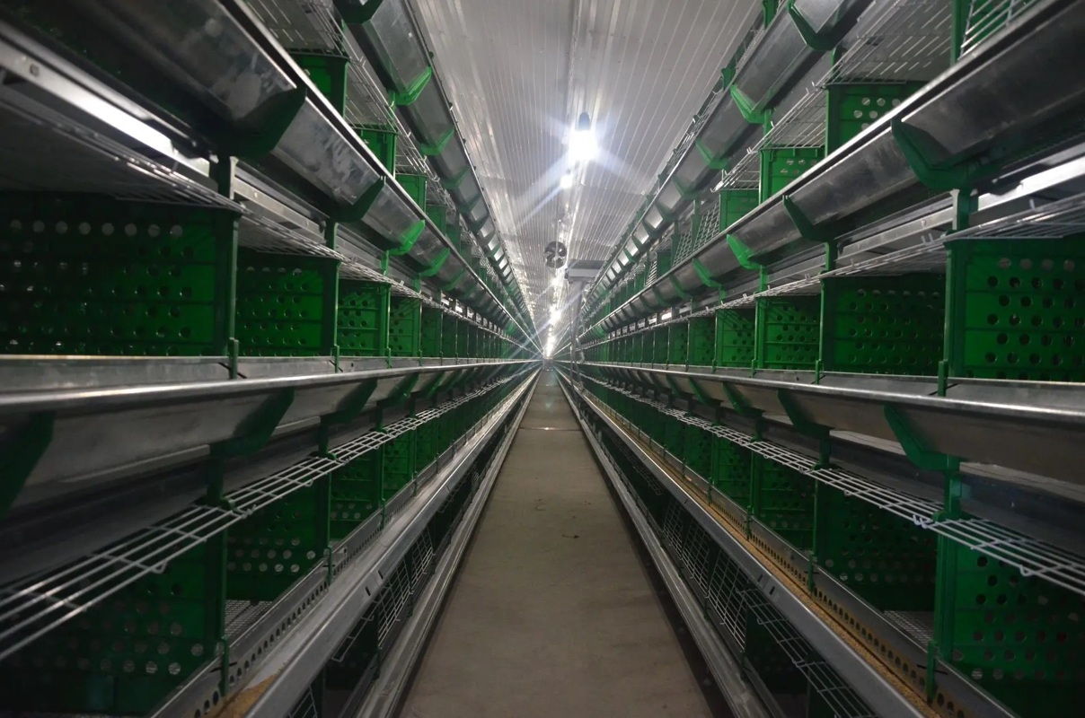 Главный энергетик, ООО «Птицефабрика «Новороссийск»