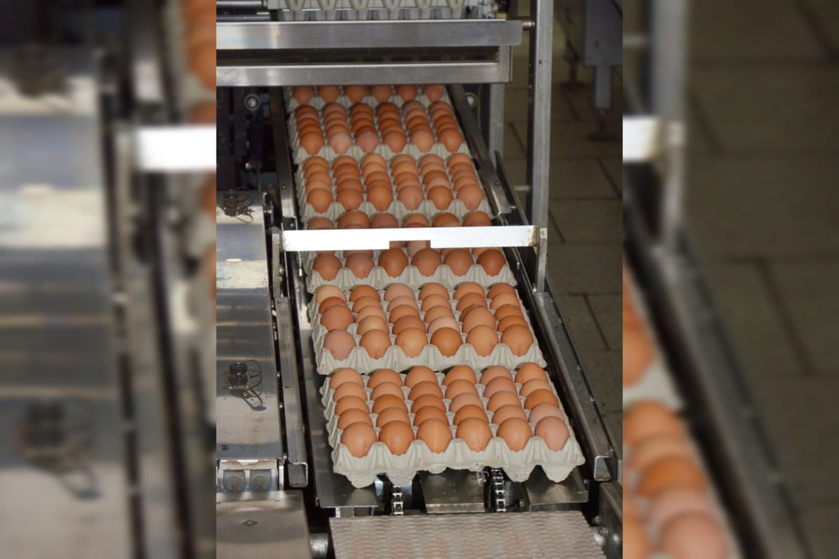 Укладчики-упаковщики, ПТИЦЕФАБРИКА «НОВОРОССИЙСК»