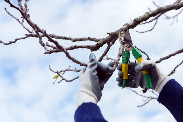 man-cutting-dried-branches.jpg