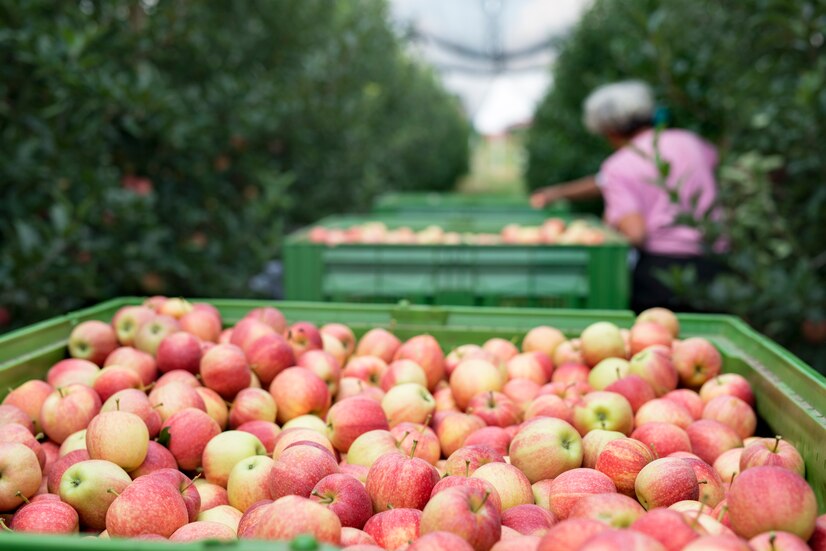 people-working-apple-orchard-picking-fruit-placing-them-into-basket_342744-600.jpg